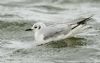 Bonaparte's Gull