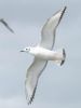 Bonaparte's Gull