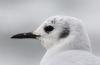 Bonaparte's Gull