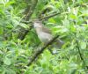 Garden Warbler