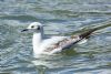 Bonaparte's Gull