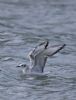 Bonaparte's Gull