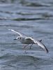 Bonaparte's Gull