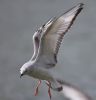 Bonaparte's Gull