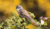 Whitethroat