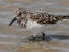 Sanderling