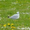 Bonaparte's Gull