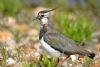 Lapwing