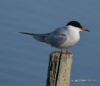 Common Tern