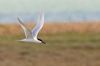 Sandwich Tern