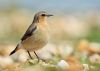 Wheatear