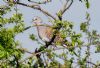 Turtle Dove