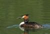 Great Crested Grebe