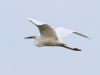 Great White Egret