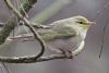 Wood Warbler