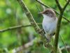 Reed Warbler