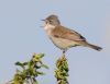 Whitethroat