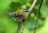 Firecrest