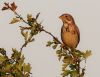 Corn Bunting