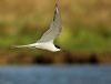 Common Tern