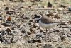 Little Ringed Plover