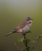 Whitethroat