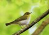 Wood Warbler