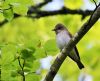 Spotted Flycatcher