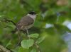 Blackcap