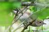 Garden Warbler