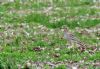 Stone-curlew