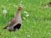 Grey Partridge