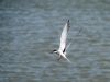 Common Tern