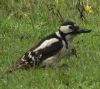 Great Spotted Woodpecker