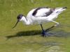 Avocet