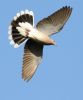 Turtle Dove