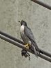 Peregrine