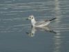 Bonaparte's Gull