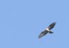 Honey-buzzard