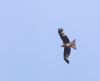 Red Kite