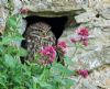 Little Owl