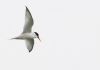 Little Tern