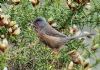 Dartford Warbler