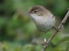 Reed Warbler