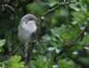 Lesser Whitethroat