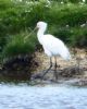 Spoonbill