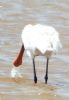 Spoonbill