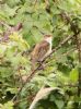 Sedge Warbler