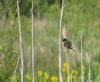 Stonechat