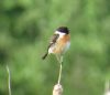 Stonechat